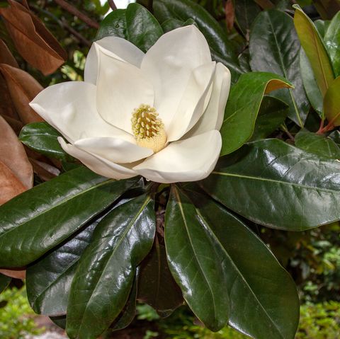 Fleurs, plantes et arbres frais